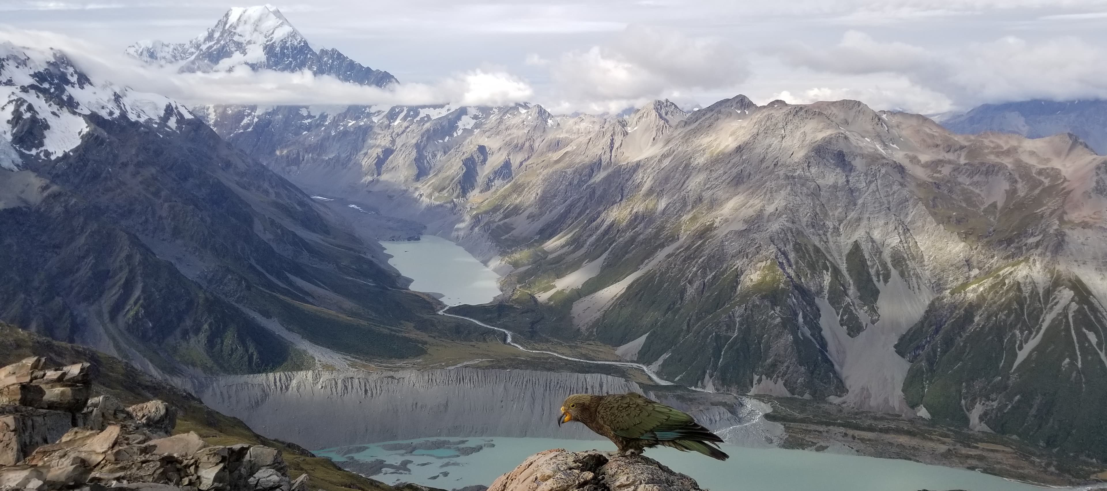 A kea sitting on a wooden structure in a mountainous environment